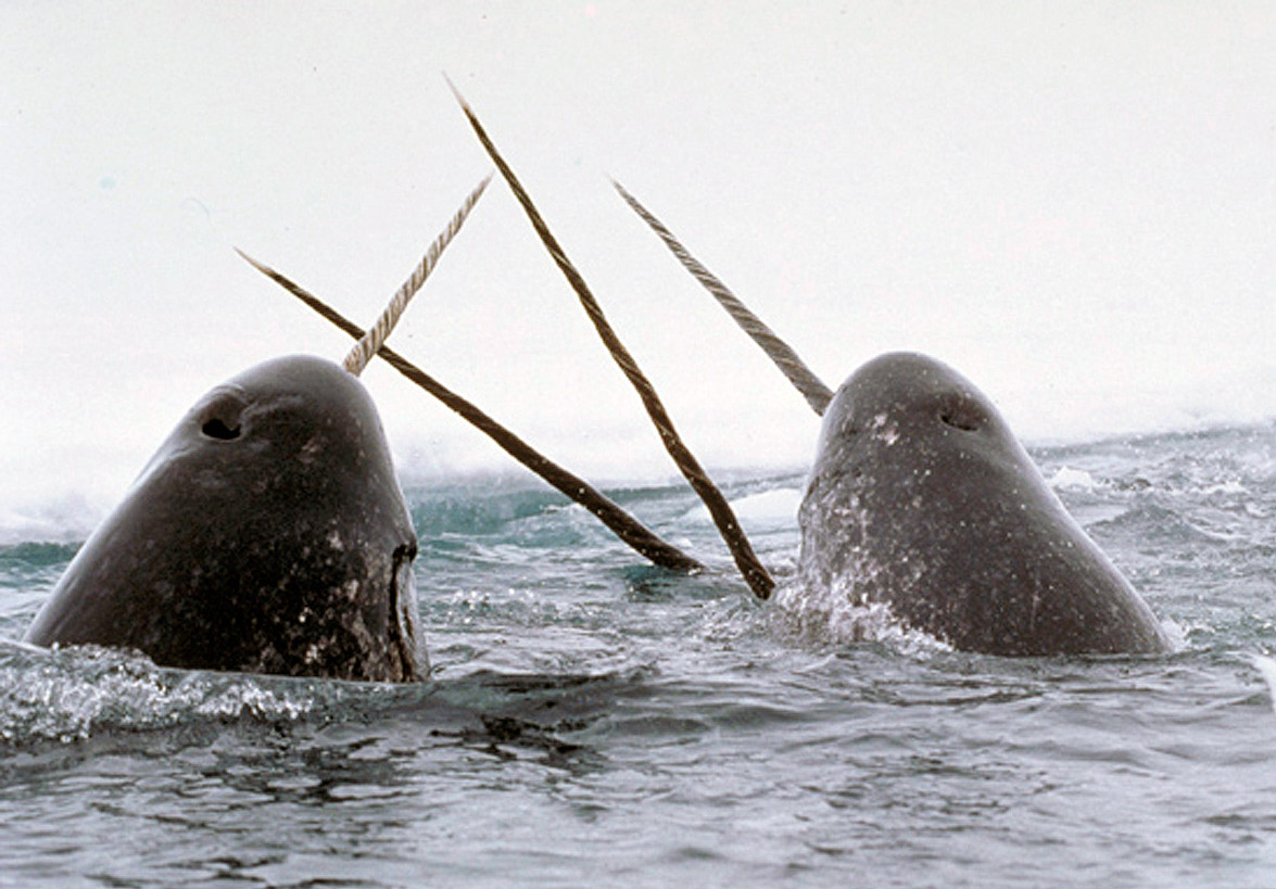 Monodon monoceros narwhal ceratodon monodon 